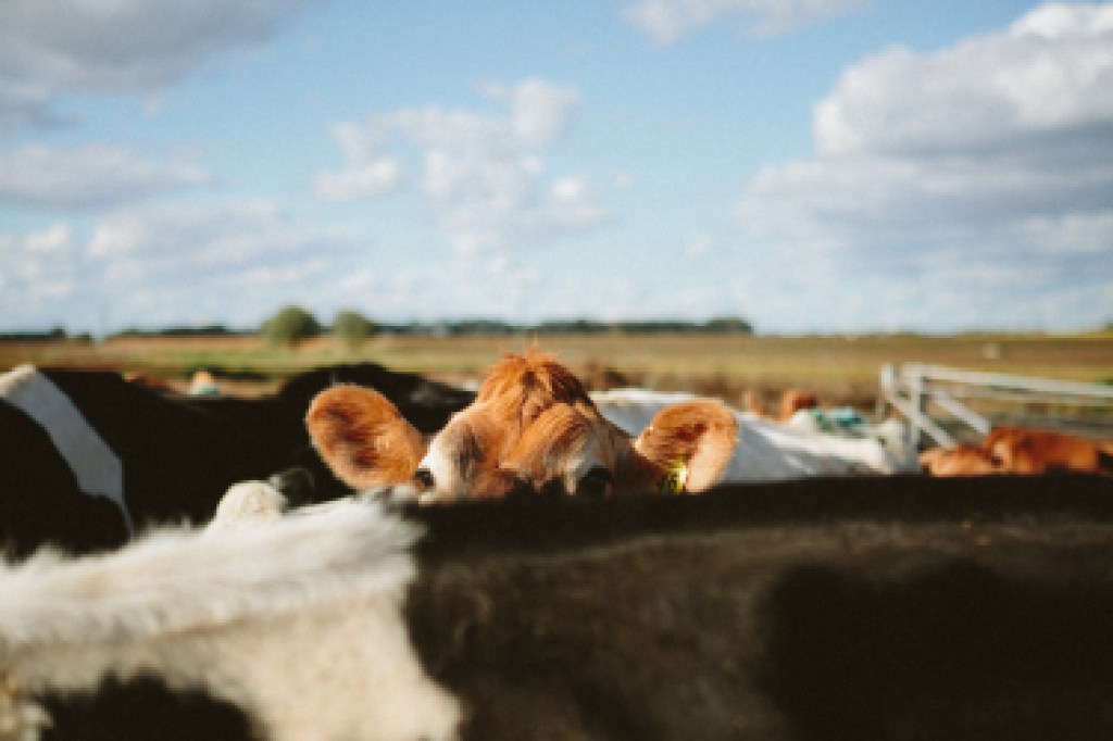 Uso de Sexcel en campo
