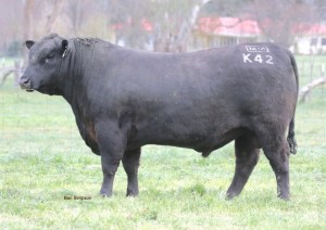 Millah Murrah Klooney K42
