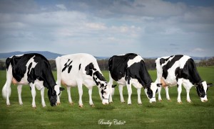 4 Superlucky cows