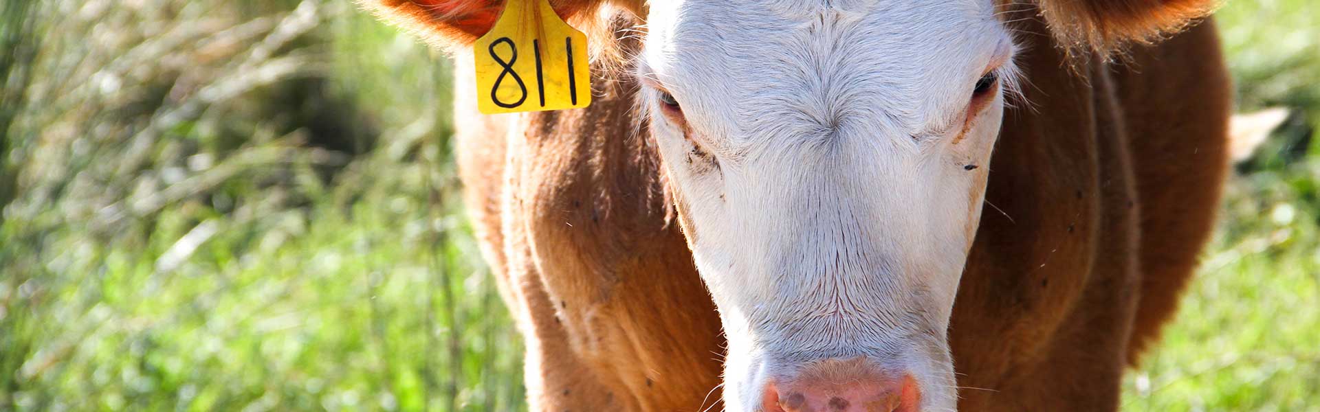 Technical Services ABS Global Australia