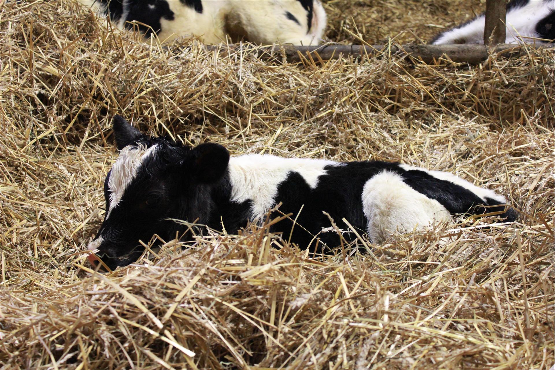 ABS Global ABS Global Australia