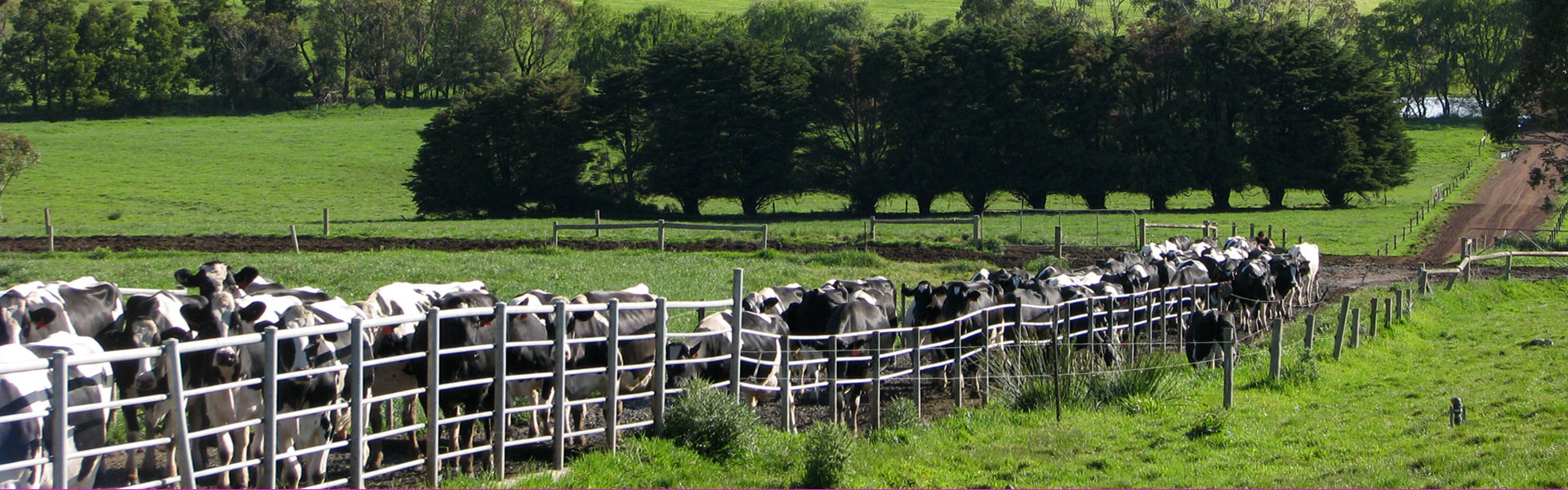 Dairy Sires ABS Global Australia