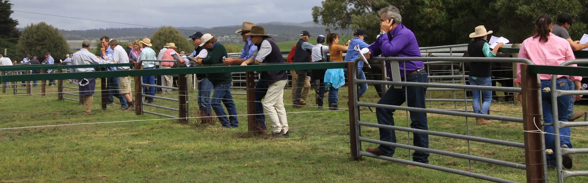 Beef ABS Global Australia