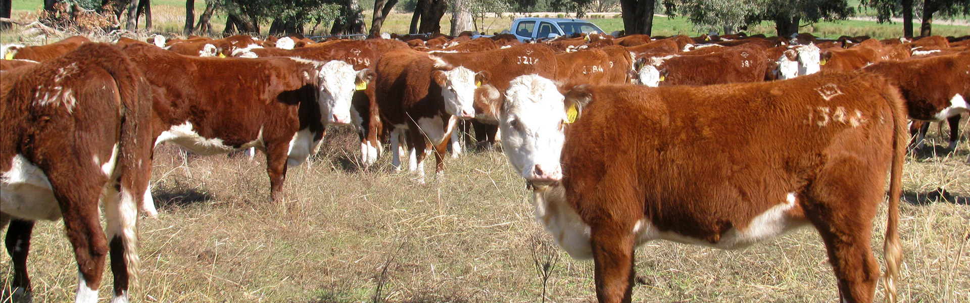 Poll Hereford ABS Global Australia