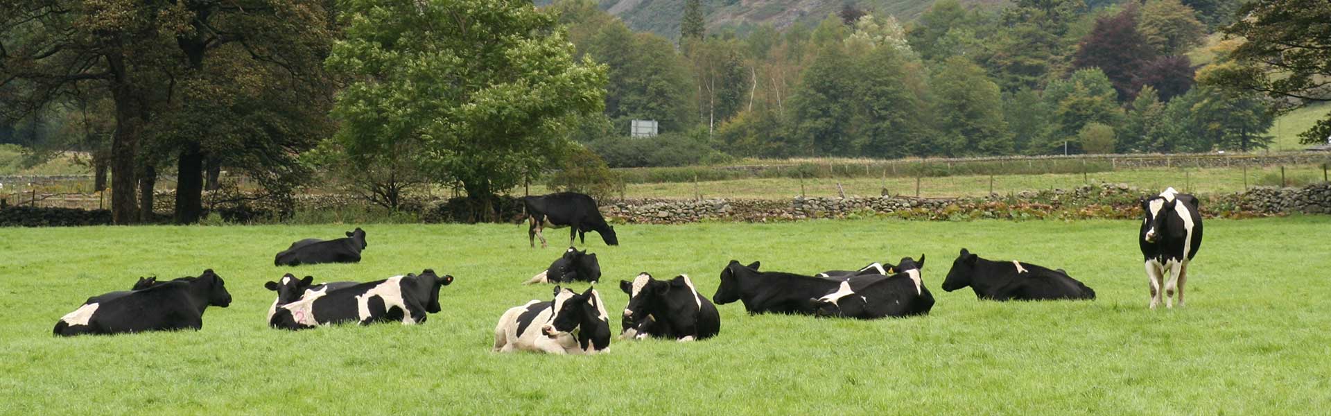 ABS & Dairy News ABS Global Australia