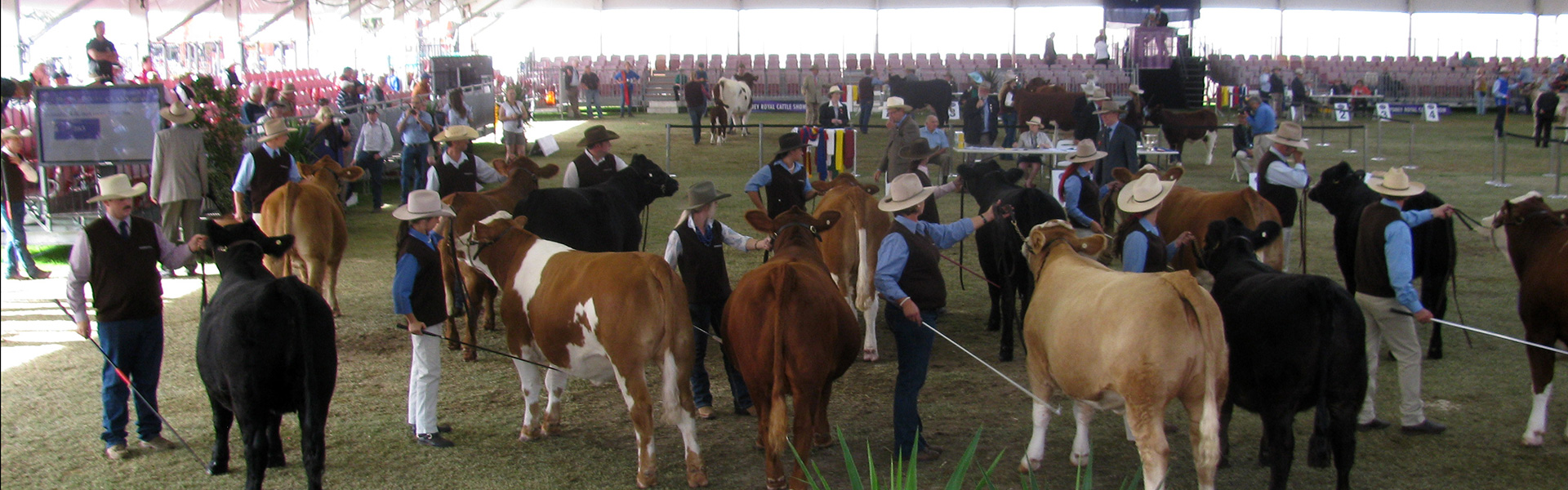Simmental ABS Global Australia