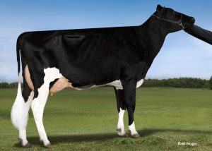 Dam of Jeronimo-P, the first bull to break through the 400 BPI$ barrier: ABS 7226 Jazlyn-P