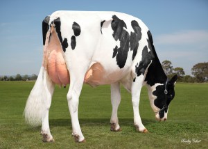 Purnim MVP Biosma3/4 rear grazing
Dtr of
029HO16888 MVP
Owned by Purnim Holsteins, Purnim, Vic