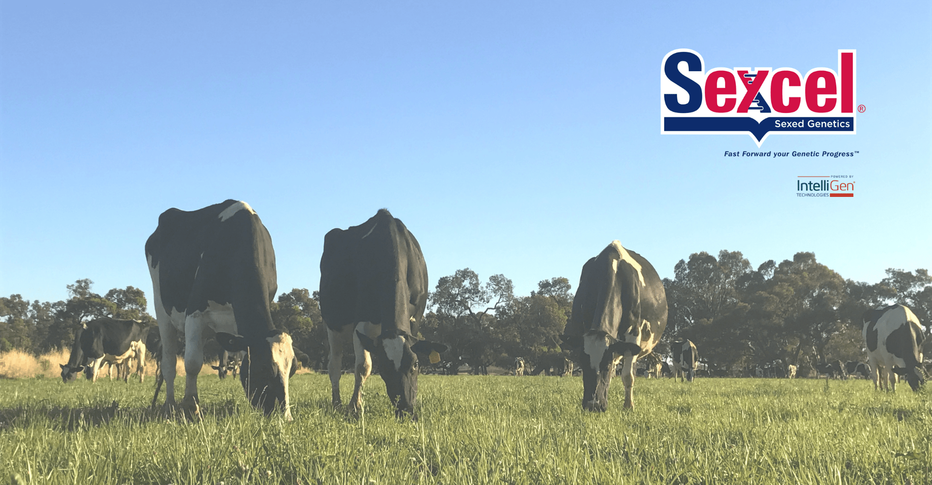 ABS Global ABS Global Australia