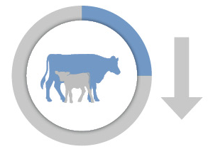 RS10374_beefadvantage_stillbirth_icon RS10374_beefadvantage_stillbirth_icon