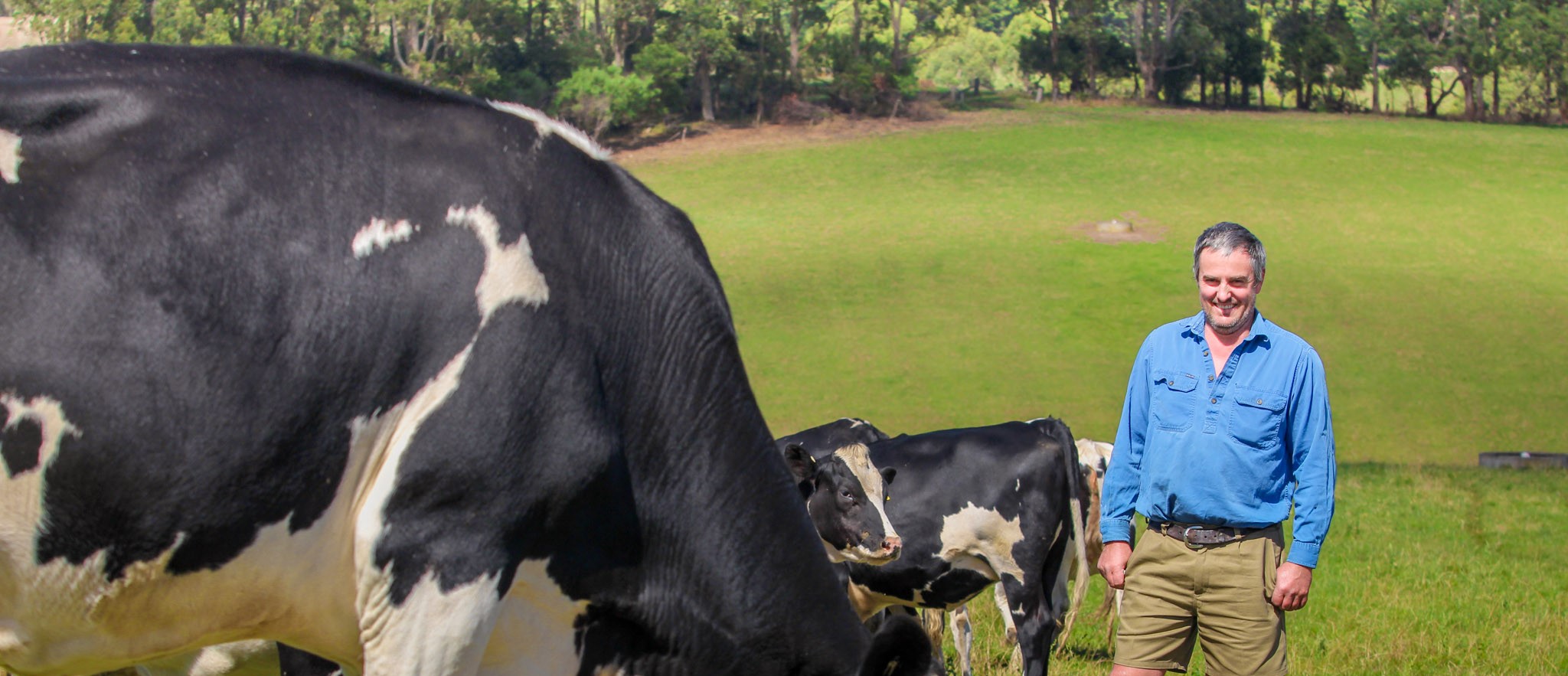 Easy breeding at Toora ABS Global Australia