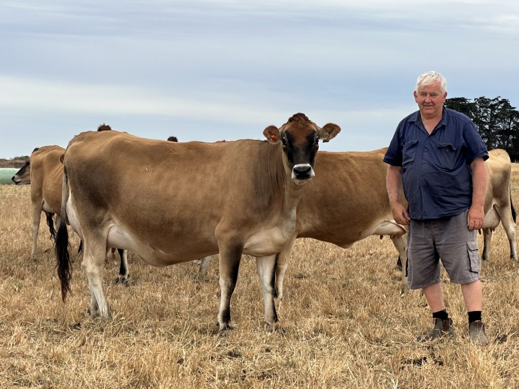 Paul Lenehan with Jersey cow