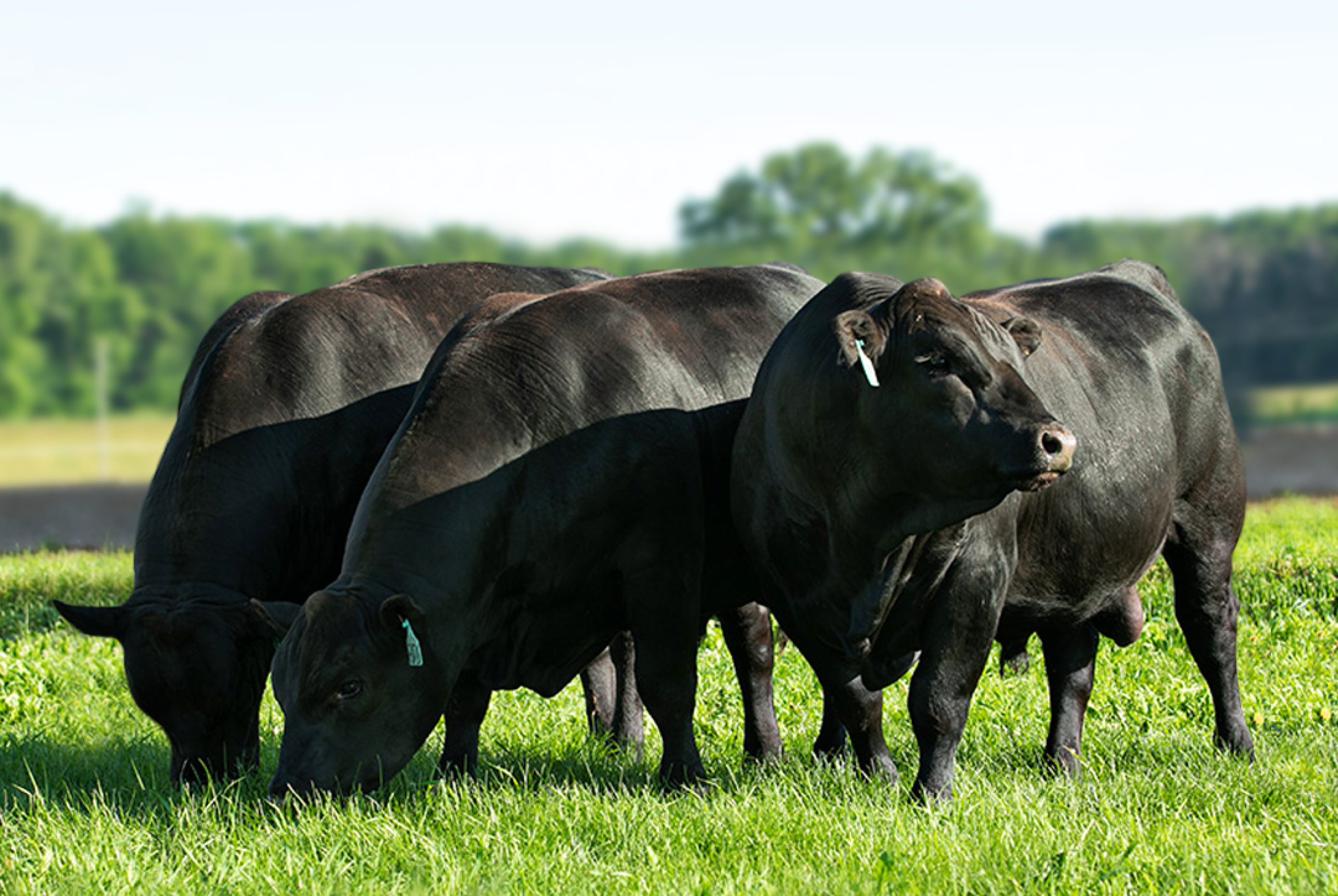 ABS anuncia programação da empresa para a Expogenética 2020 - ABS Brasil -  Genética bovina: Touros, sêmen e embriões