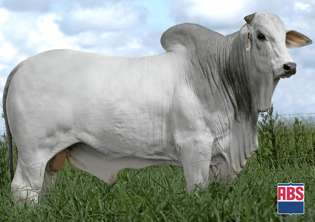 ABS anuncia programação da empresa para a Expogenética 2020 - ABS Brasil - Genética bovina: Touros, sêmen e embriões