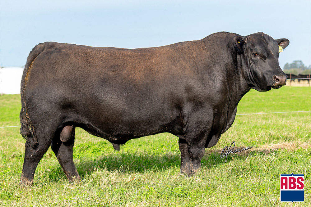 Campeão Angus de genética nacional adquirido por R$ 96 mil pela ABS Brasil
