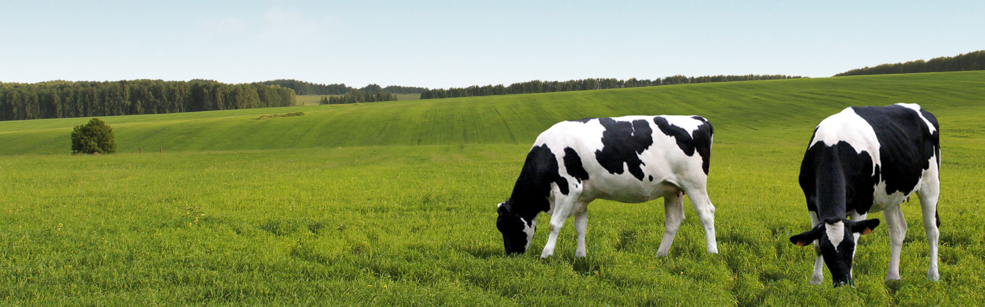 ABS Global ABS Global Canada