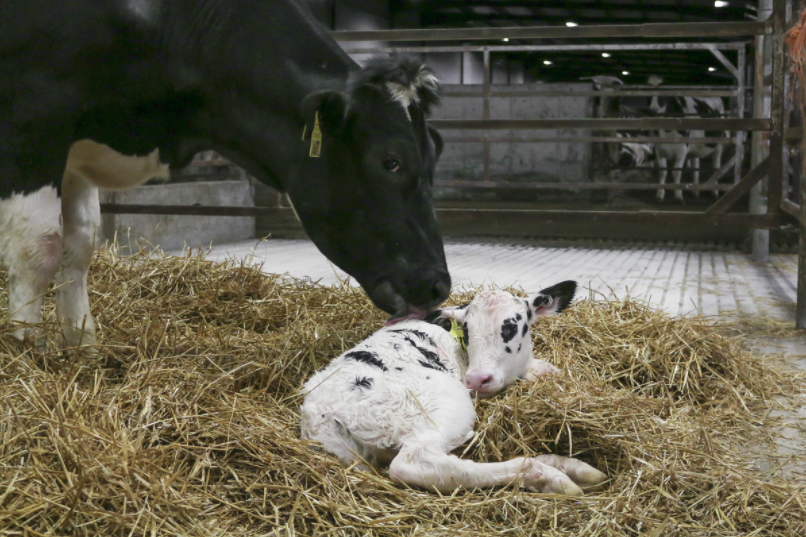 Leche de crecimiento o leche de vaca? - Maternitis. Maternidad, crianza y  planes en familia