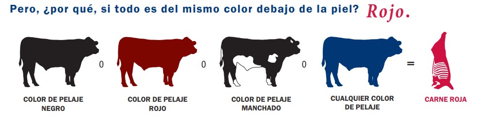 Color del pelo no afecta en la carne que produce el animal