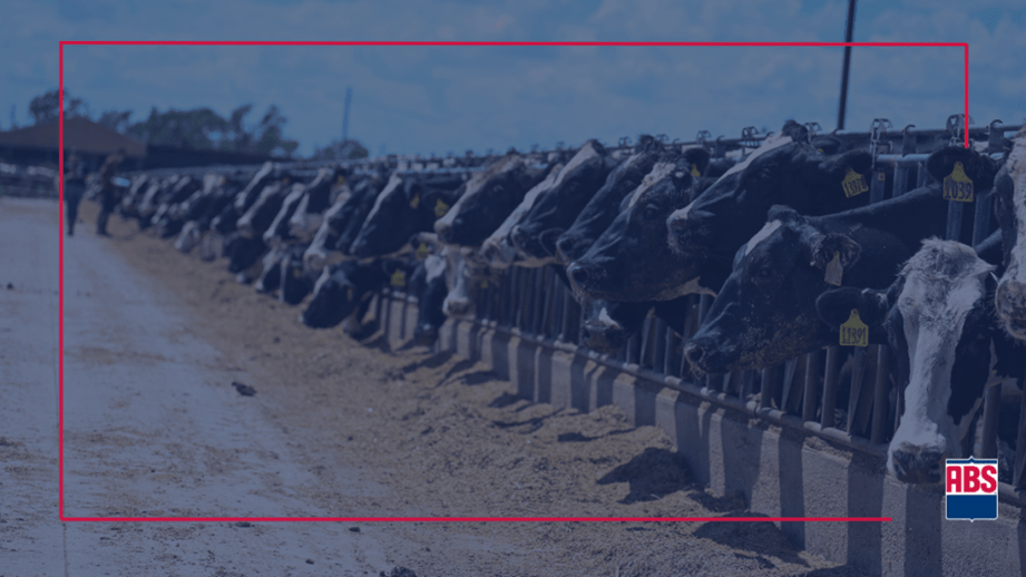Sumario de toros agosto de 2025: La diversidad es importante en una industria láctea en evolución