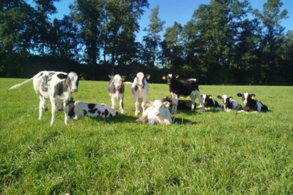 Cruzas terminales Carne en Leche - Beef InFocus