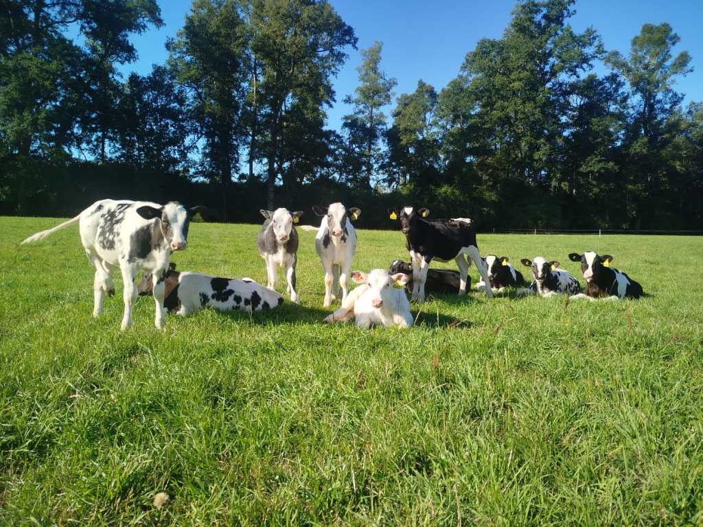 Cruzas terminales Carne en Leche - Beef InFocus