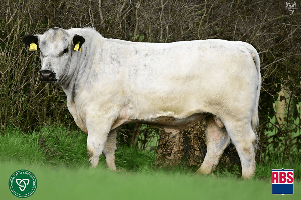 Toro de raza Speckle Park introducido en Chile por ABS