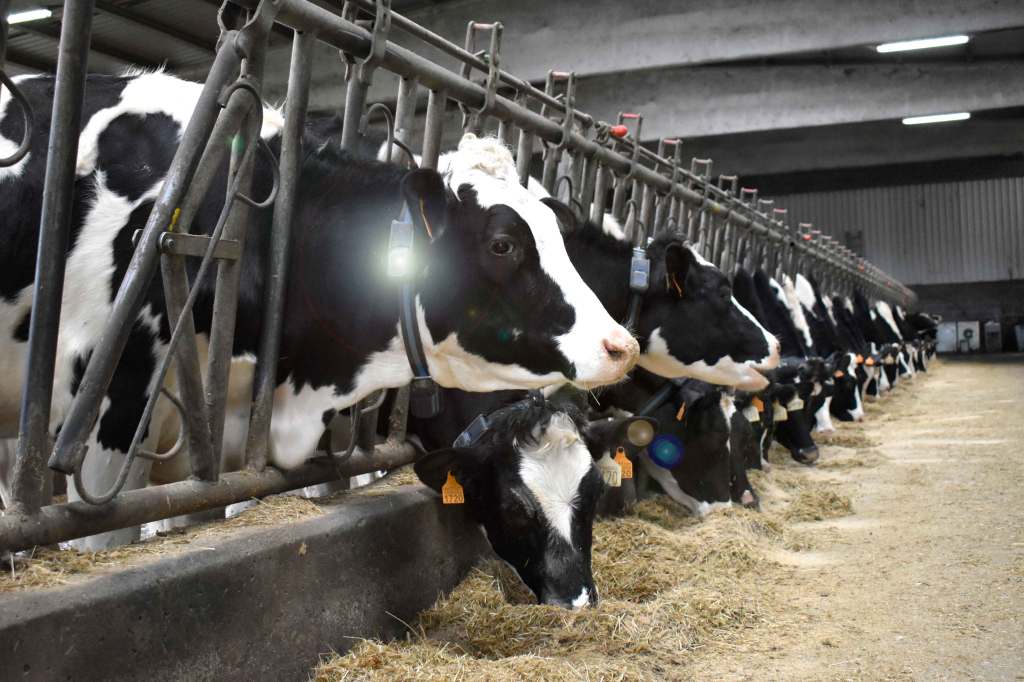 Vacas prado ABS Breeder Tag