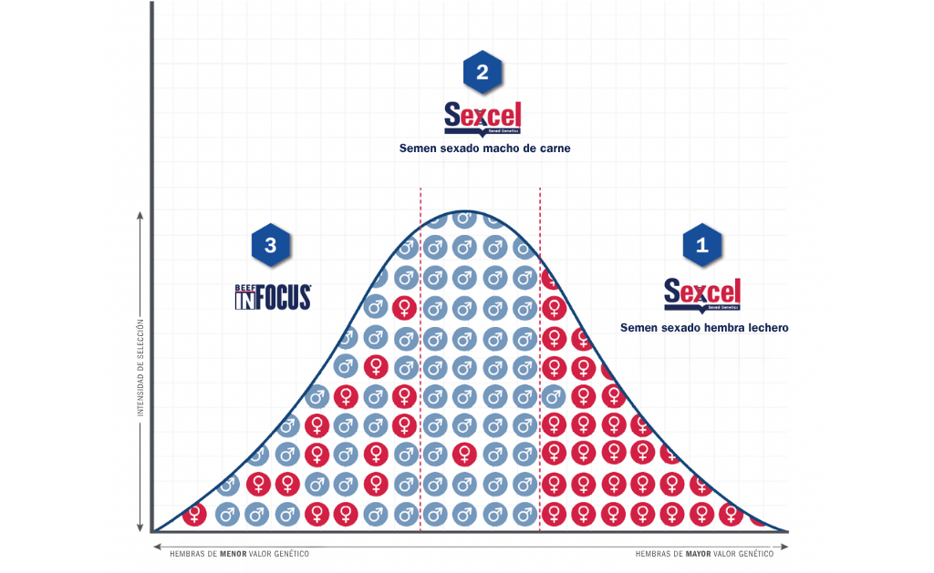 El gráfico muestra cómo integrar Sexcel Female Dairy, Sexcel Male Beef y Beef InFocus® dentro de una estrategia reproductiva rentable. El gráfico muestra cómo integrar Sexcel Female Dairy, Sexcel Male Beef y Beef InFocus® dentro de una estrategia reproductiva rentable.