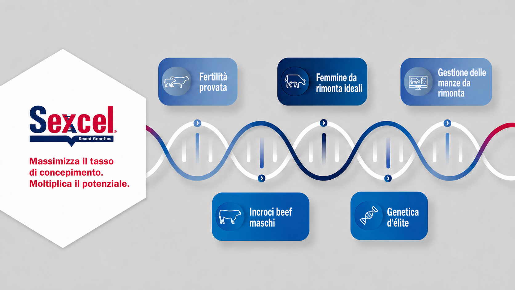 Sexcel® di ABS Global, genetica sessata per allevamenti bovini da latte e da carne