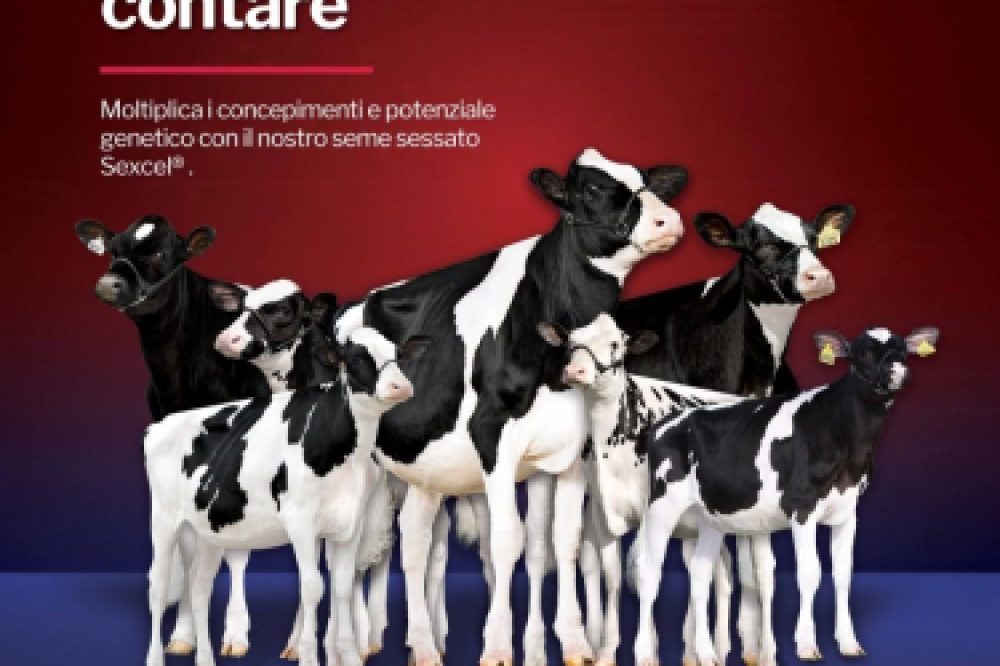 Sexcel ABS ITALIA