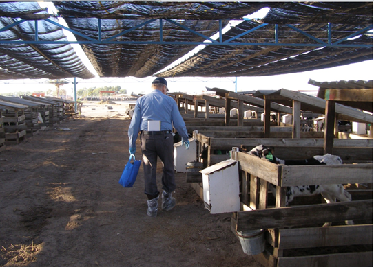 Estrés calórico en vacas lecheras