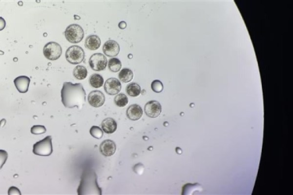 ABS impulsa embriones en México con nuevo laboratorio en Jalisco.