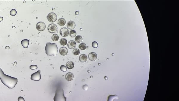 ABS impulsa embriones en México con nuevo laboratorio en Jalisco.