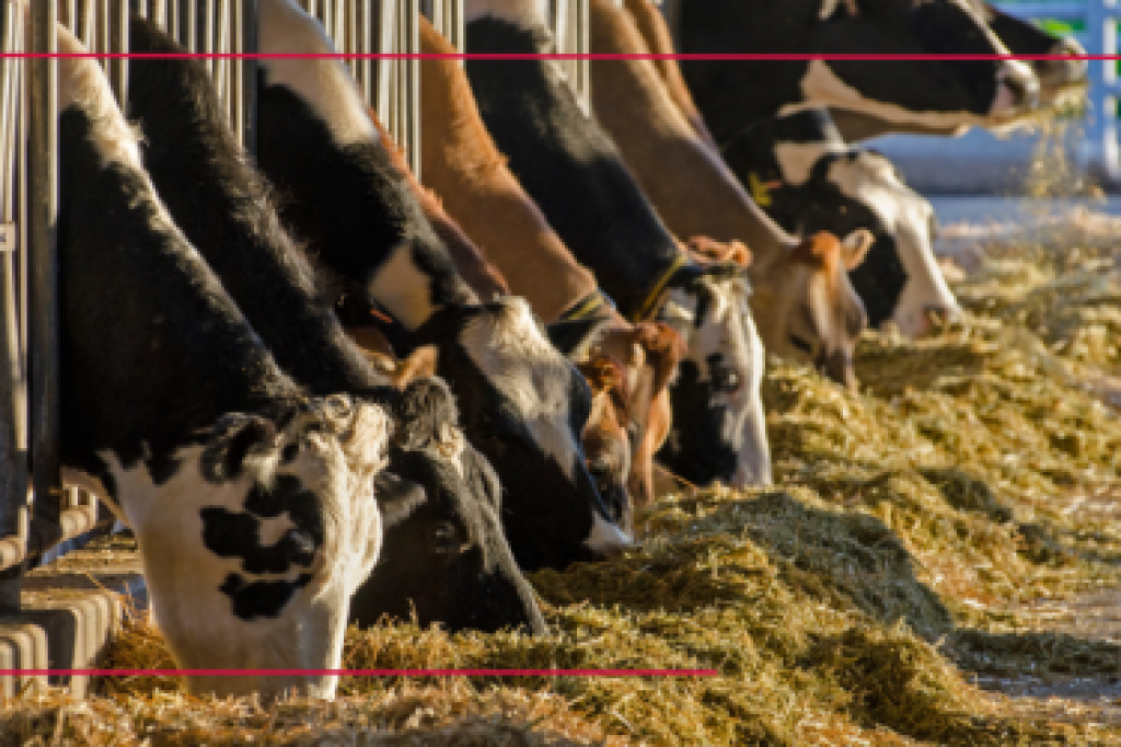 Actualizaciones importantes de las fórmulas DPR, CCR y HCR: lo que los productores lecheros deben saber