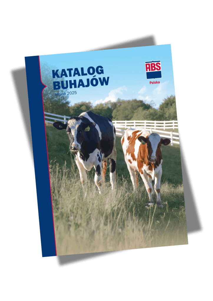 Katalog