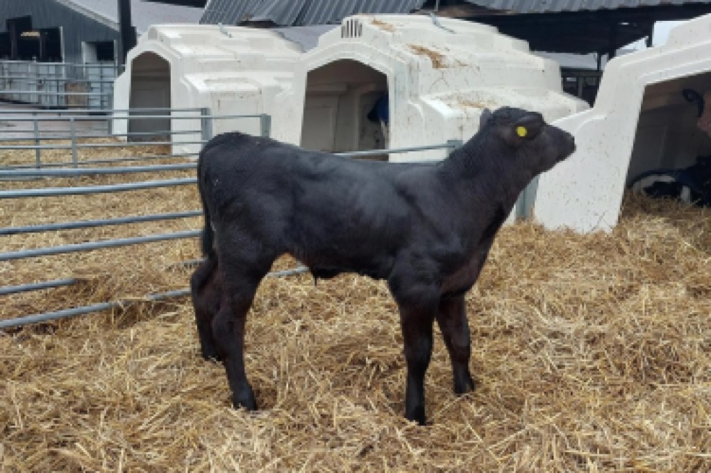male sexed beef
