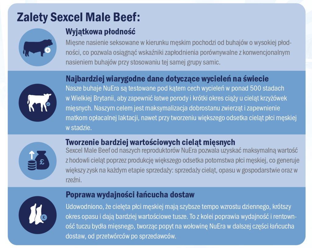 zalety male sexed beef