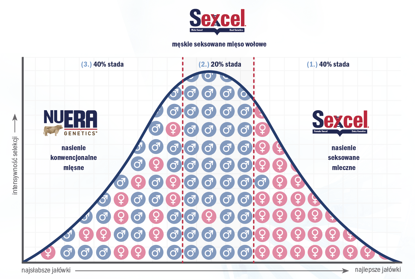 sexcel male beef