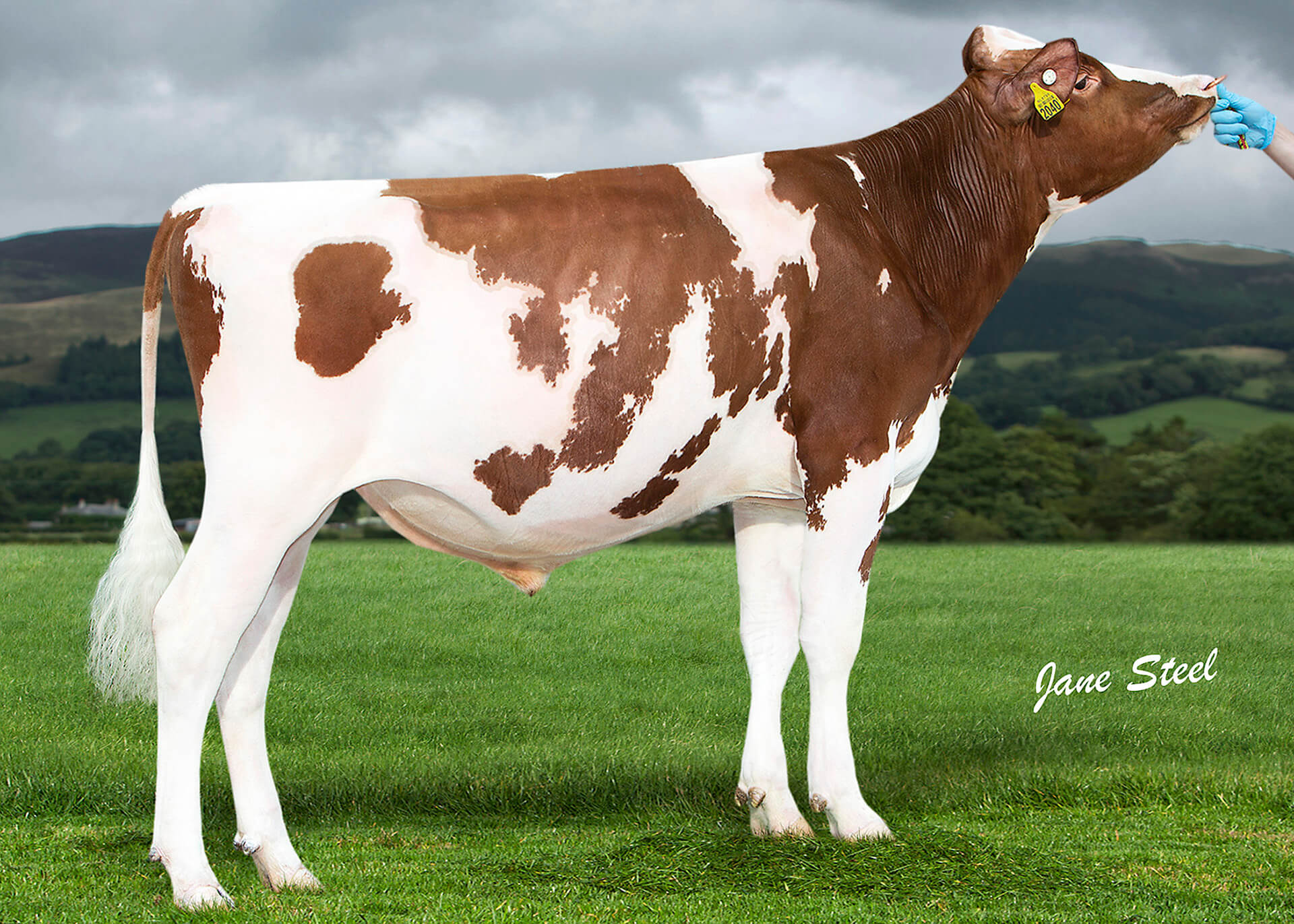 Introducing…. RUBELS RED! - Genus ABS