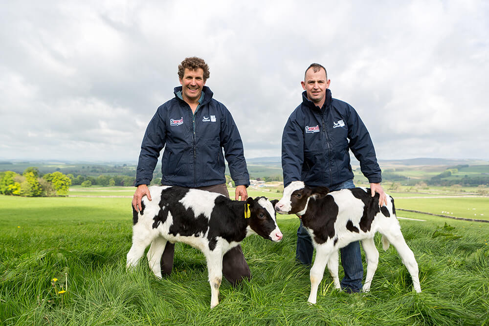 Sexed genetics calves with their farmer and breeding advisor