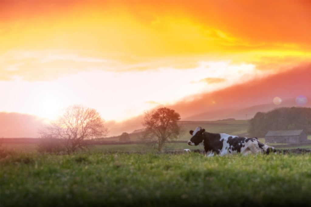 Heat stress in cows