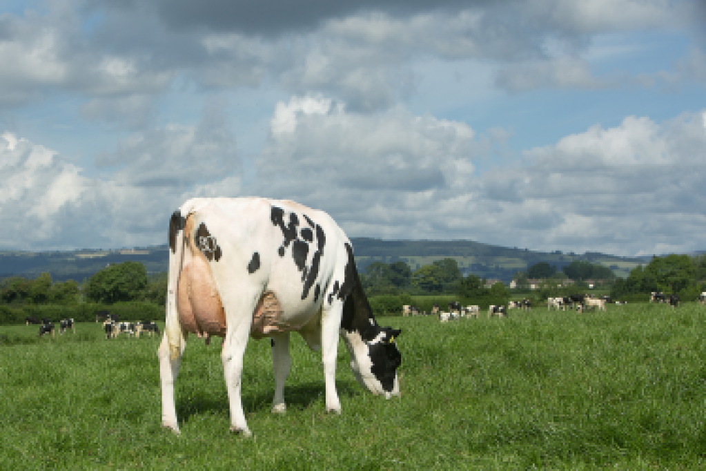 Dairy cow amongst herd