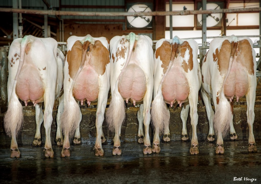 Rubels Red daughters in a line