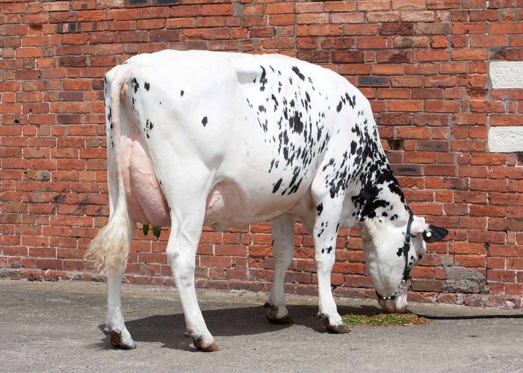 Cow with Valiant teet dip