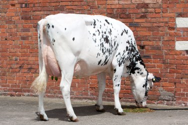 Cow with Valiant teet dip