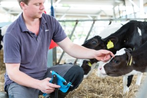 Farmer stroking calf