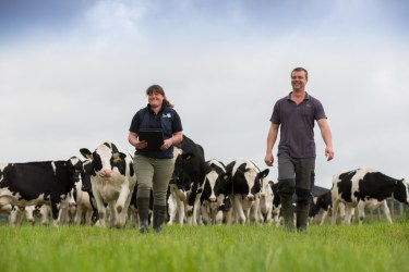 Farmer and Genus ABS staff walking with herd