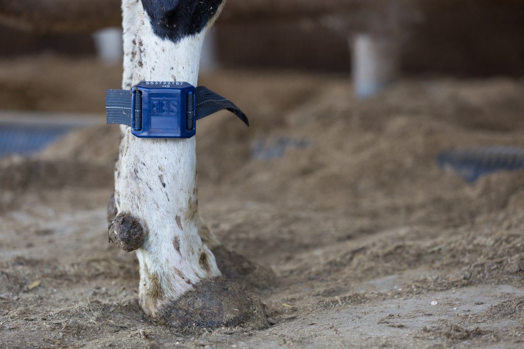 A cow's leg showing the pedometer it is wearing.