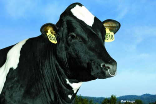 Mendel-P (Polled bull)