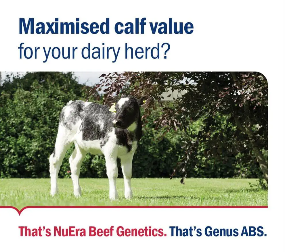 Maximised calf value with NuEra Beef Genetics from Genus ABS